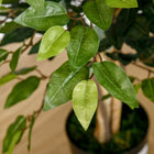 HOMCOM - Arbre artificiel ficus 5 pi pour décoration intérieure - vert-Couleur : Vert 