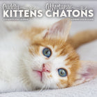 DateWorks - 2026 Mini Calendrier Mural 16 Mois - 7 po x 7 po - Chatons Câlins - Bilingue -7,00" x 7,00"