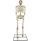 GEMMY - Squelette articulé de 2,5 m avec yeux lumineux-Les yeux s'illuminent de rouge