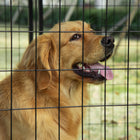 PawHut - Chenil d’extérieur pour chien avec toit, noir - 55,5 po L x 55,5 po l x 44,5 po H-Léger pour être déplacé à l'intérieur ou à l'extérieur 