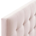 Modway - Lily Biscuit Touffé Performance Velvet Tête de lit Queen, Rose-Rembourrage en mousse dense