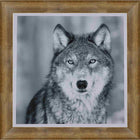 Wolf framed Black & White portrait - Impression encadree - 33" x 29"-Impression d'art de haute qualité avec passe-partout et encadrement professionnel