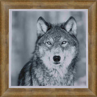 Wolf framed Black & White portrait - Impression encadree - 33" x 29"-Impression d'art de haute qualité avec passe-partout et encadrement professionnel