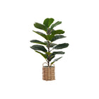 Monarch Specialties - Plante Artificielle - 28 po H - Arbre À Violons - Touche Réelle - Feuilles Vertes - Panier Tressé Beige-Un faux-arbre de violon artificiel de 28" d'hauteur dans un panier tissé beige de 8 "ajoutera une touche exotique de verdure à n'importe quel surface dans votre maison