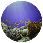 TickiT - Tapis de jeu Découverte sous-marine-Stimulation Visuelle Fascinante - Ce tapis de jeu présente une image détaillée d'un paysage de fond océanique. Offrez aux enfants un arrière-plan coloré et stimulant pour un jeu ouvert