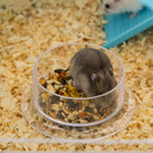 PawHut - Cage pour hamster 3 niveaux 23 po avec roue et bouteille d'eau - Bleu clair-Matériau : Acier, PP, PS