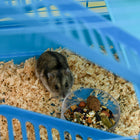 PawHut - Cage pour Hamster 18,5 po L avec Système de Tubes et Roue d'Exercice - Bleu-Couleur : Bleu