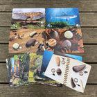 Yellow Door - Cartes d’activités d’exploration et de découverte des dents préhistoriques, lot de 16-Certaines cartes sont idéales comme petites cartes de scène du monde et peuvent également être utilisées pour mesurer la taille réelle de l'animal avec des résultats stupéfiants !