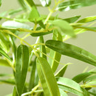 HOMCOM - Arbre de bambou artificiel 6 pi pour décoration intérieure de la maison - vert - lot de 2-Matériau : PEVA, PP, métal, ciment 
