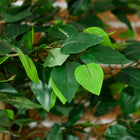 HOMCOM - Arbre s artificiels de ficus 5 pi pour décoration intérieure de la maison - vert - lot de 2-Couleur : Vert 