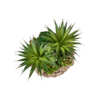 Monarch Specialties - 9369 Succulente Artificielle 9" de Haut - Panier Tissé Marron - Ensemble de 2-Chaque succulente artificielle est stylisée dans un panier tressé marron, créant une base naturelle et décorative qui met en valeur son apparence réaliste