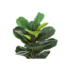 Monarch Specialties - Plante Artificielle - 28 po H - Arbre À Violons - Touche Réelle - Feuilles Vertes - Panier Tressé Beige-6