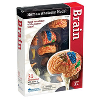 Modèles d’anatomie du cerveau Learning ResourcesMD-Groupe d’âge et niveau : Enfants de 8 à 11 ans, à partir de la 3e année